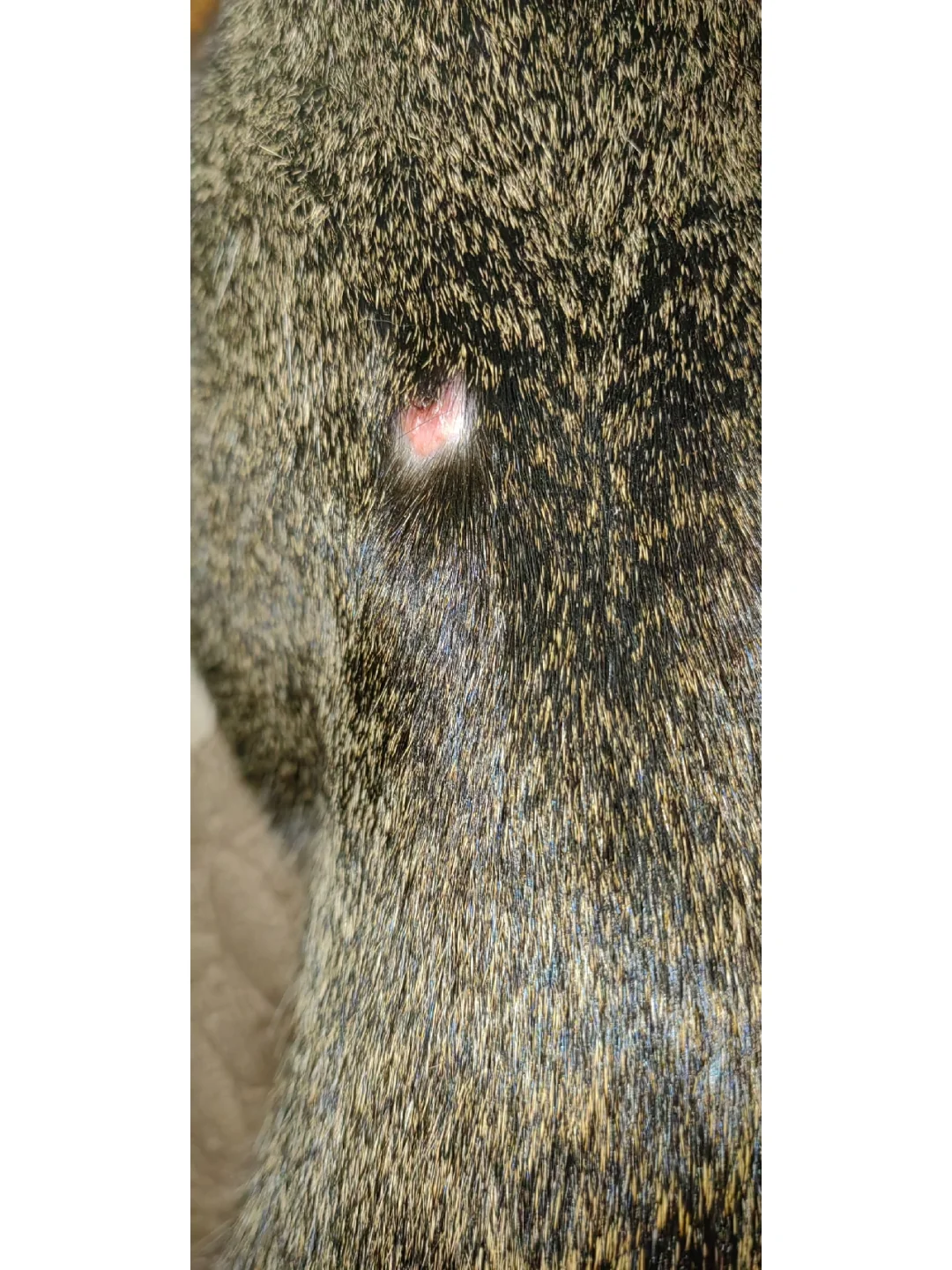 "鯾8*2?镩?痢j"諑埶C莟D的简单介绍-开云体育下载